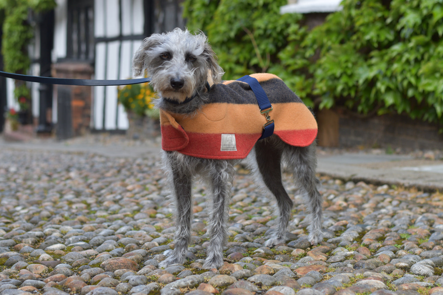Original Whippet